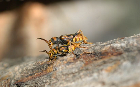 Un escarabajo invasor asiático, barrenador de las moreras, aparece en Cataluña